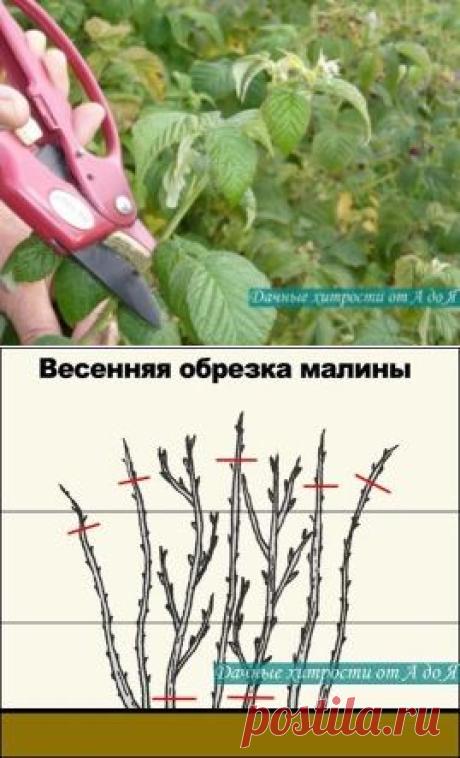 урожайная обрезка малины