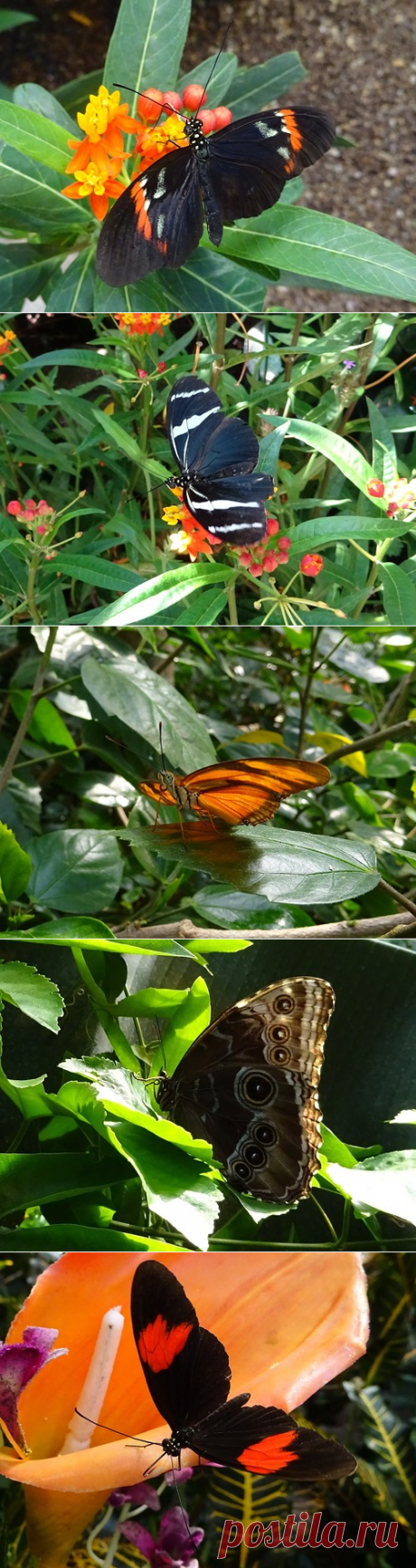 Schmetterlinghaus - Дом бабочек в Вене : lidik2012