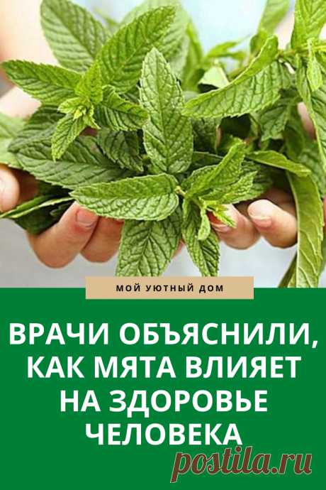 Как влияет мята на человека