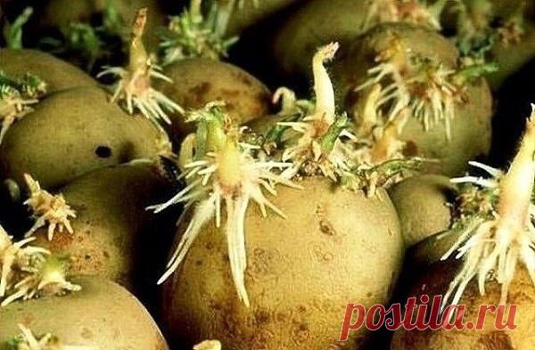 Остеохондроз шейного отдела позвоночника

Это очень распространенная причина головной боли. Дело в том, что из-за остеохондроза происходит сдавливание кровеносных сосудов, ведущих к головному мозгу. В этом случае вам понадобится палочка-выручалочка. Ею может стать обычная ручка от швабры, лыжная палка и даже черенок от лопаты. Возьмитесь левой рукой за один конец палки, а правой за второй.
Получается достаточно широкий хват. Палочку поднимаете вверх и в этом положении начи...