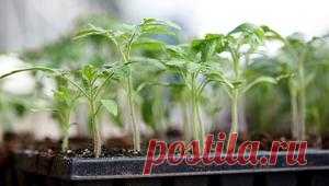 Дозаривание томатов на Supersadovnik.ru