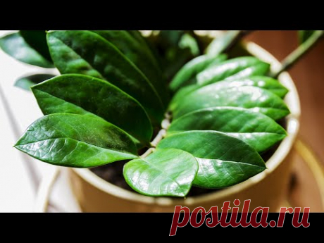 РАЗМНОЖЕНИЕ ЗАМИОКУЛЬКАСА ЛИСТОВЫМИ ЧЕРЕНКАМИ