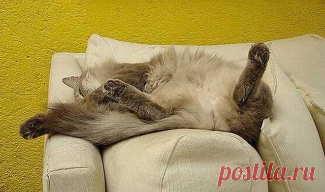 Хвостик - на подушке, на простынке - ушки!