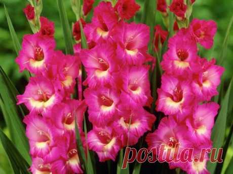 Когда выкапывать гладиолусы после цветения