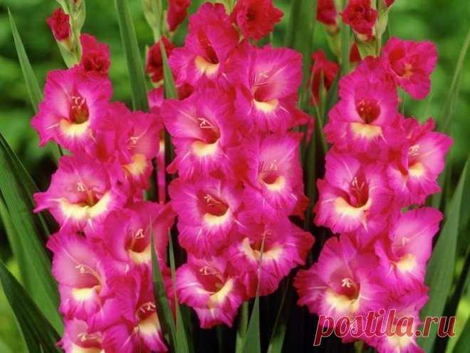 Когда выкапывать гладиолусы после цветения