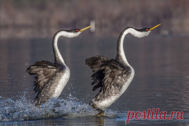 Западноамериканская поганка: превратили водную гладь в танцпол. Как тяжёлая птица может бегать по воде?