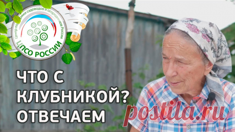 СЕЛЕКЦИОНЕР О ВЫРАЩИВАНИИ КЛУБНИКИ: