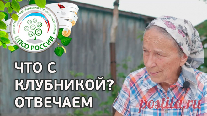 СЕЛЕКЦИОНЕР О ВЫРАЩИВАНИИ КЛУБНИКИ: