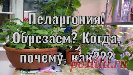 Обрезка герани осенью в домашних условиях для пышного цветения, видео и инструкция