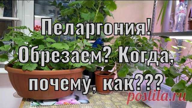 Обрезка герани осенью в домашних условиях для пышного цветения, видео и инструкция