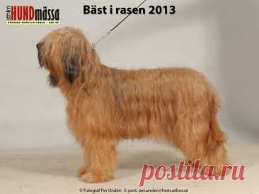 BRIARD Domare: CATALAN LUIS MANUEL CALADO, PORTUGAL   KIRMIX QUINTA DE LA ROSA Ägare: SARI HIEKKANEN, SYRJÄLÄNTIE 61, FINLAND Uppfödare: LINDBLAD LEENA, FINLAND