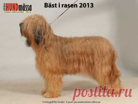 BRIARD Domare: CATALAN LUIS MANUEL CALADO, PORTUGAL   KIRMIX QUINTA DE LA ROSA Ägare: SARI HIEKKANEN, SYRJÄLÄNTIE 61, FINLAND Uppfödare: LINDBLAD LEENA, FINLAND