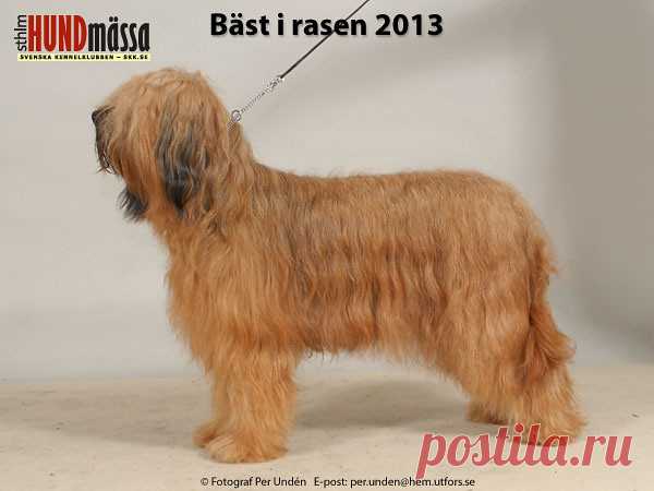 BRIARD Domare: CATALAN LUIS MANUEL CALADO, PORTUGAL   KIRMIX QUINTA DE LA ROSA Ägare: SARI HIEKKANEN, SYRJÄLÄNTIE 61, FINLAND Uppfödare: LINDBLAD LEENA, FINLAND