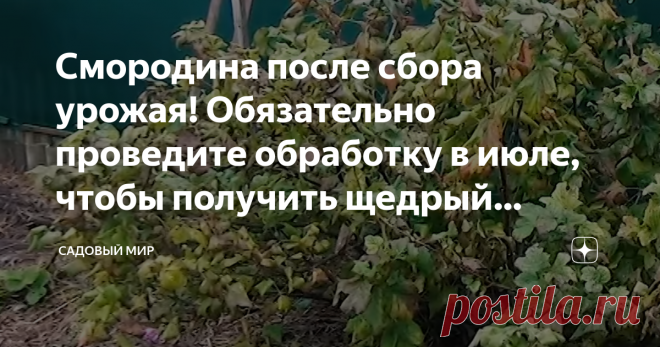 Смородина после сбора урожая! Обязательно проведите обработку в июле, чтобы получить щедрый урожай на следующий год. Статья автора «Садовый мир» в Дзене ✍: После сбора урожая смородины (черной, красной, белой, зеленой) необходимо провести обработку.