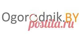 Кукуруза сахарная | Огородник.by - советы садоводам и огородникам, товары для сада и огорода