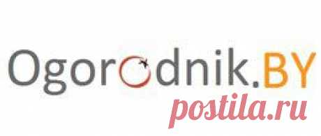 Кукуруза сахарная | Огородник.by - советы садоводам и огородникам, товары для сада и огорода