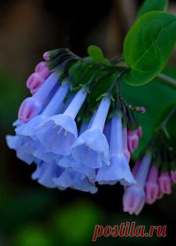 Virginia Bluebells