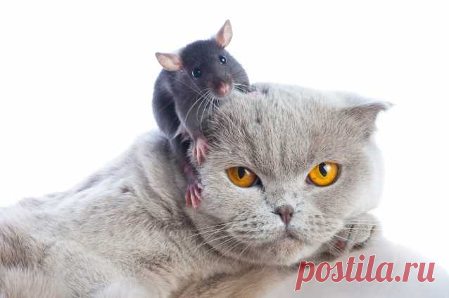 На самом деле наши котики не такие уж и добрые (+смешные фото) | Лариса Кречетова | Яндекс Дзен