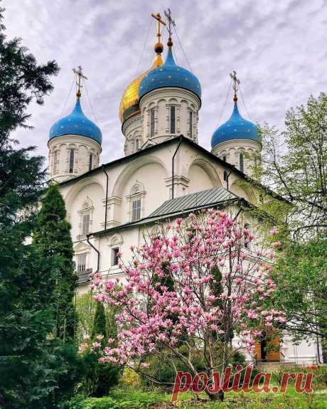 Магнолия.
Новоспасский монастырь. Москва.