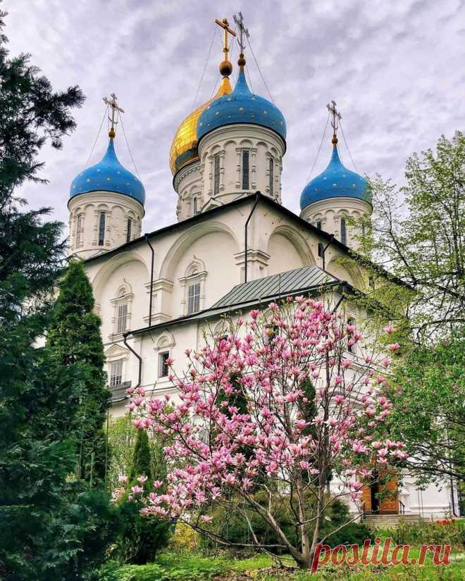 Магнолия.
Новоспасский монастырь. Москва.