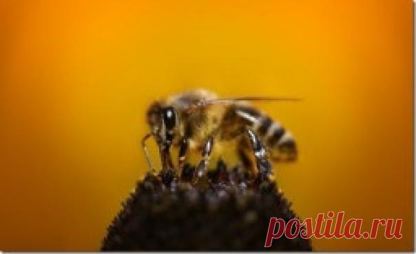 Короткие необычные факты — Интересные факты