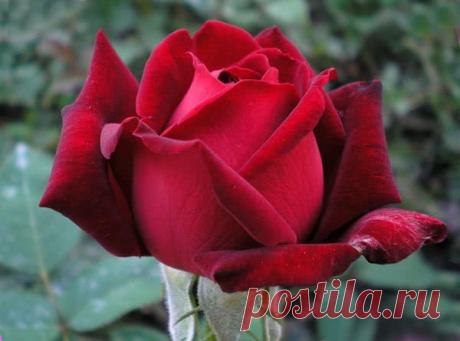 Розы фото | Галерея красивых фото