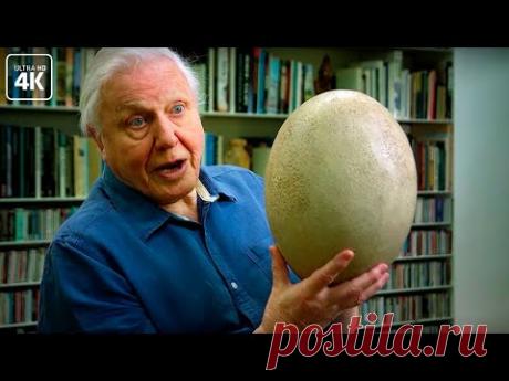 Ученые начинают клонирование динозавров - YouTube