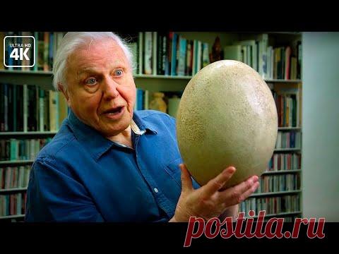 Ученые начинают клонирование динозавров - YouTube