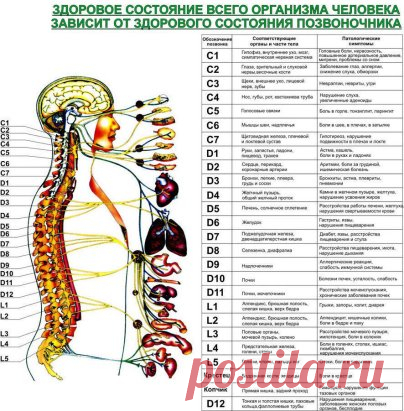 Жалобы при болях отдельных позвоночников и что это означает