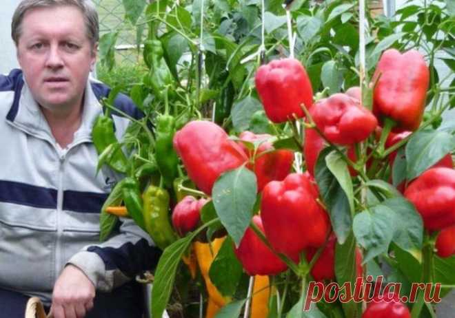 Секреты хорошего урожая перцев