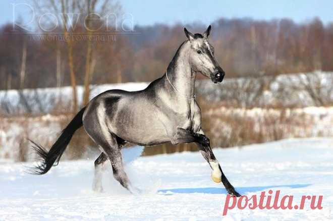 20 самых красивых лошадей в мире, от которых трудно отвести взгляд (21 фото)