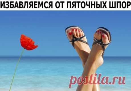 Часто люди просят помочь избавиться от пяточной шпоры и судорог ног. Хочу рассказать, как мне удалось с ними справиться. Более 40 лет назад от боли, вызванной пяточной шпорой, я не находил себе места. Врач назначил мне для ее устранения парафиновые прогревания, но они не приносили положительного результата. И вот как-то в гости ко мне приехала двоюродная сестра, работающая фельдшером в одной из деревень Подмосковья. Рассказал ей о своей беде. Она внимательно меня выслушала, а зтем посоветовала п