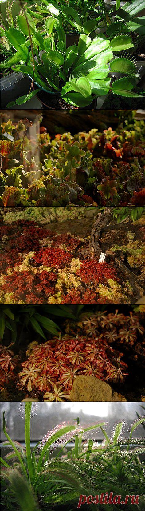 Удивительный мир насекомоядных растений. | Обо всем на свете