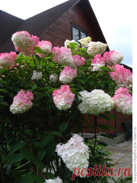 Многоликая метельчатая гортензия (Hydrangea paniculata) и альтернативный взгляд на формирующую «классическую» обрезку. Часть 2