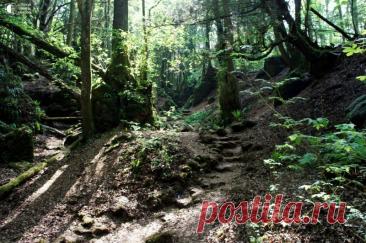 Puzzlewood - загадочный лес Даже название вызывает в воображении образы древних народов, эльфов,волшебников и хоббитов. Попав туда, вы легко можете подумать, что  вы затерялись где-то в Средиземье.  На самом же деле Джон Рональд Руэл Толкиен был очарован  этим местом, и, говорят, именно это место вдохновляло...