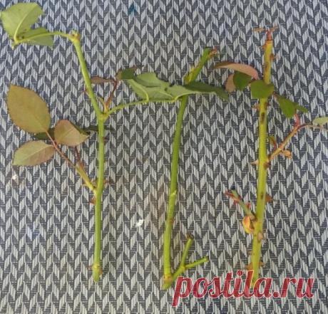 Укоренение черенков розы готово. Собери букет цветов. Узнай название цветов, красивые цветы для любой девушки. Какие растения цветы, а какие нет. Сделай цветник своими руками и проверь как посажены цветы.