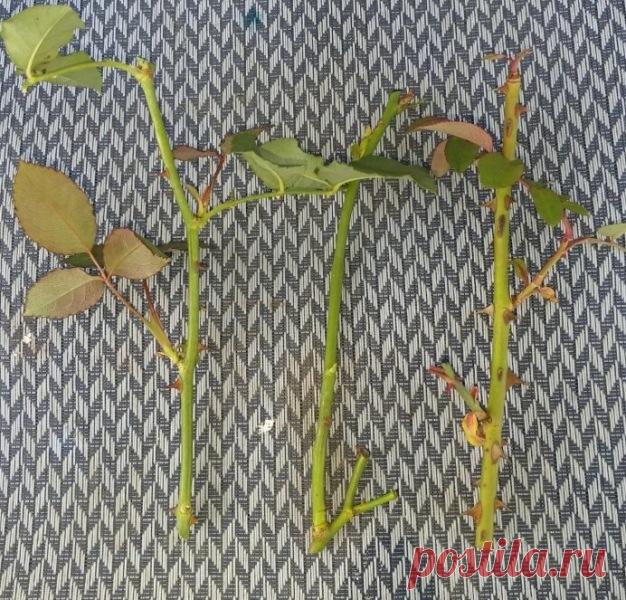 Укоренение черенков розы готово. Собери букет цветов. Узнай название цветов, красивые цветы для любой девушки. Какие растения цветы, а какие нет. Сделай цветник своими руками и проверь как посажены цветы.