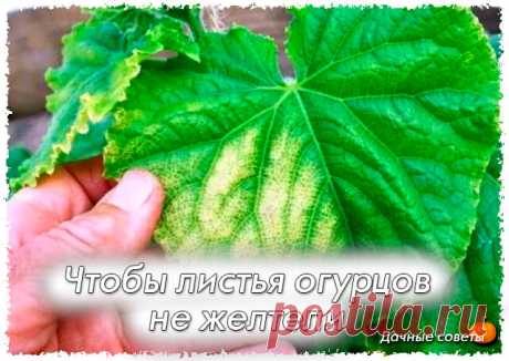 Чтобы листья огурцов не желтели

Как бороться с пожелтением листьев у огурцов? Многих садоводов волнует эта проблема. Итак, читаем.

1. После появления всходов в фазе 3-4 листочков огурцы нужно обработать следующим составом:
В ведро воды добавить 30 капель йода, 20 г хозяйственного мыла и 1 литр молока. Опрыскивание таким составом можно проводить примерно через каждые 10 дней.

2. С вечера замочить булку хлеба в ведре воды, утром размять хлеб добавить маленький пузырек йод...