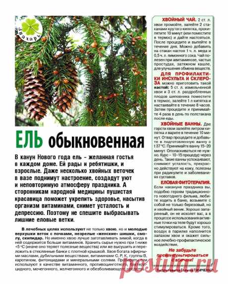 Ель обыкновенная лечит