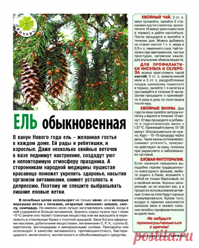 Ель обыкновенная лечит