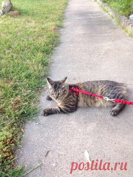 "Сдаюсь! Унесите меня домой!": Эти глаза кошек, которые вышли на улицу первый раз в жизни (+смешные фото) | Лариса Кречетова | Яндекс Дзен