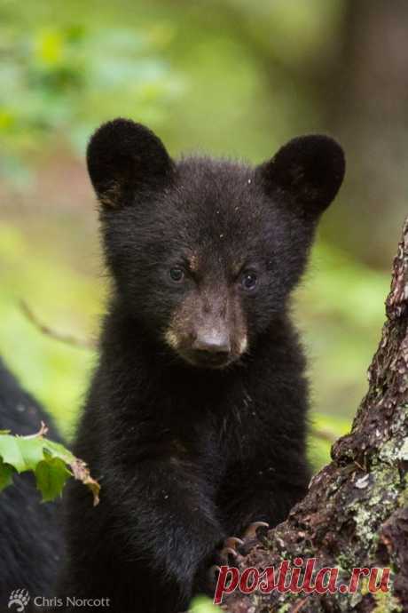 Black Bears Of The Great Smoky Mountains