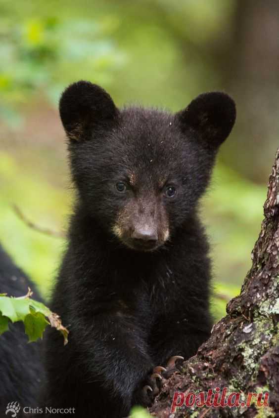 Black Bears Of The Great Smoky Mountains