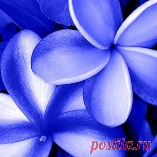 франжипани...: 32 тыс изображений найдено в Яндекс.Картинках