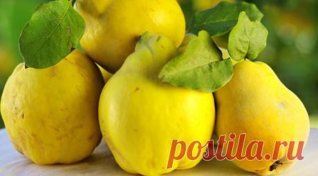 Айва: полезные свойства и рецепты