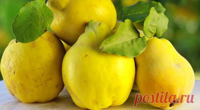 Айва: полезные свойства и рецепты