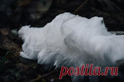 Ученые из Тверской области сфотографировали «ледяную бороду». В Центрально-Лесном государственном природном биосферном заповеднике в Тверской области ученые запечатлели редкое природное явление под названием «ледяная борода». Отмечается, что «ледяные волосы» можно увидеть, когда температура ночью опускается чуть ниже нуля, и в лесу достаточно влажно.