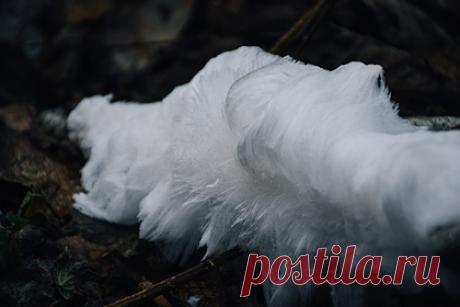 Ученые из Тверской области сфотографировали «ледяную бороду». В Центрально-Лесном государственном природном биосферном заповеднике в Тверской области ученые запечатлели редкое природное явление под названием «ледяная борода». Отмечается, что «ледяные волосы» можно увидеть, когда температура ночью опускается чуть ниже нуля, и в лесу достаточно влажно.