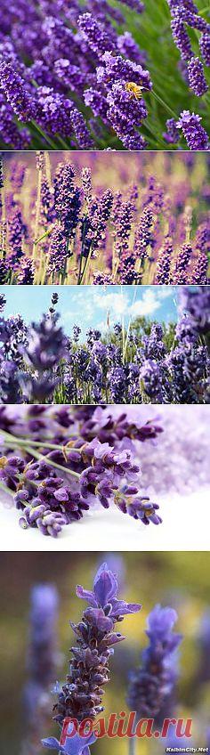фото цветы лаванда
