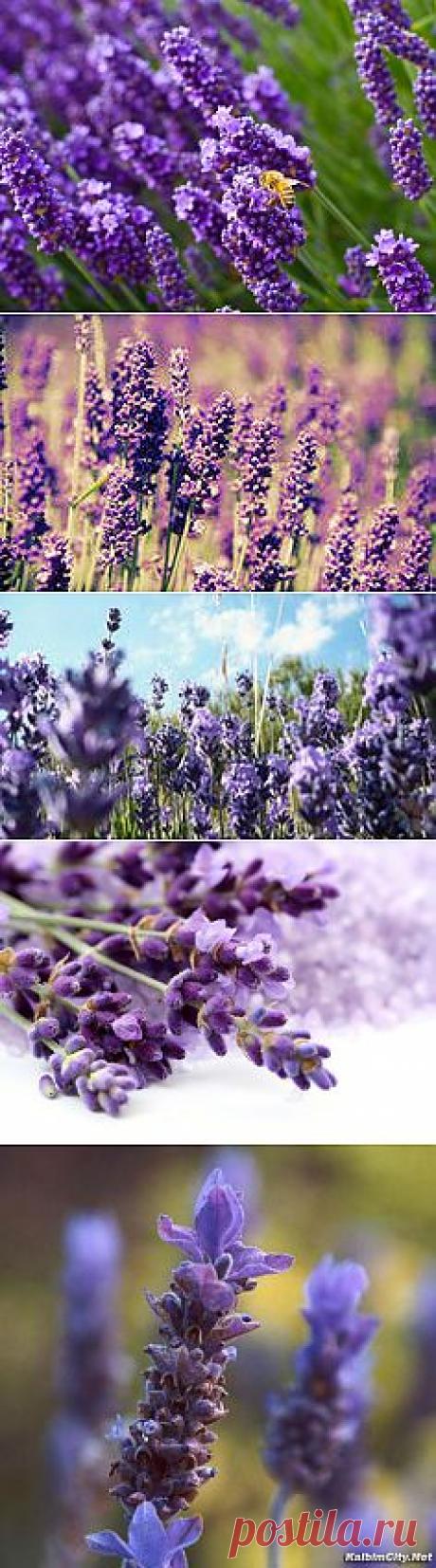 фото цветы лаванда